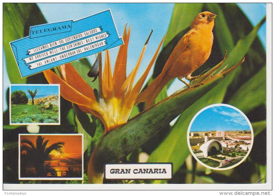 (AN174) GRAN CANARIA. BIRD. OISEAUX - Pájaros