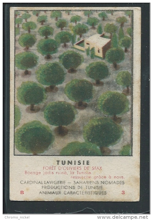 Tunisie Oliviers Chromo Version Carton 90X60mm Dos Vierge Bien - Altri & Non Classificati