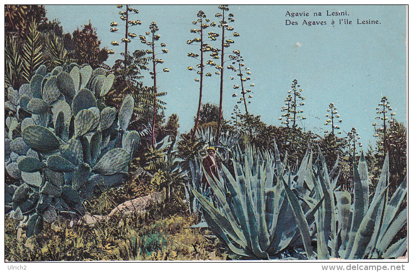 PC  Lošinj Lesini Lesine - Des Agaves à L'île Lesine (8498) - Kroatië