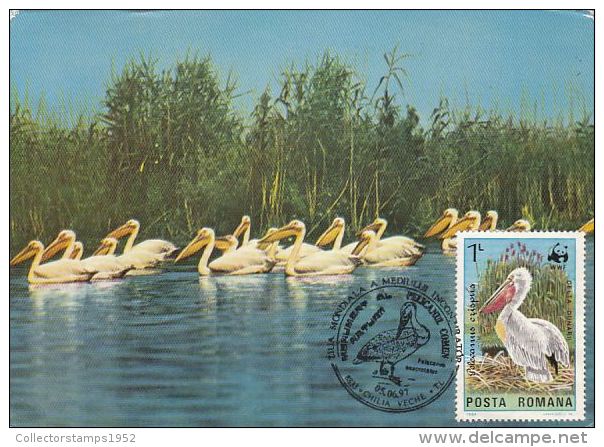 465- BIRDS, PELICANS, CARTES MAXIMUM, CM, MAXICARD, 1997, ROMANIA - Pélicans