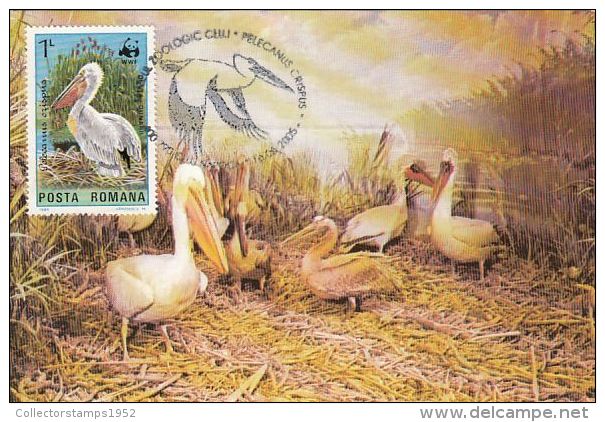 468- BIRDS, PELICANS, CARTES MAXIMUM, CM, MAXICARD, 2005, ROMANIA - Pélicans