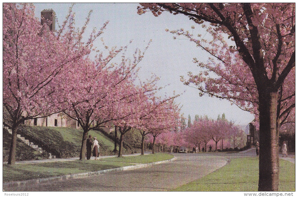 BOITSFORT / BOSVOORDE : Le Logis - Cerisier En Fleur - Watermaal-Bosvoorde - Watermael-Boitsfort