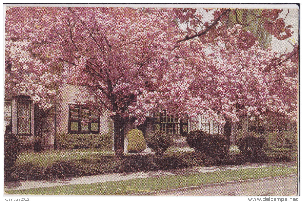 BOITSFORT / BOSVOORDE : Le Logis - Cerisier En Fleur (3 Timbres) - Watermaal-Bosvoorde - Watermael-Boitsfort