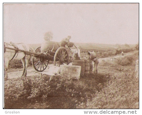 PHOTO ANCIENNE VENDANGES AVEC ATTELAGE CHEVAL - Métiers