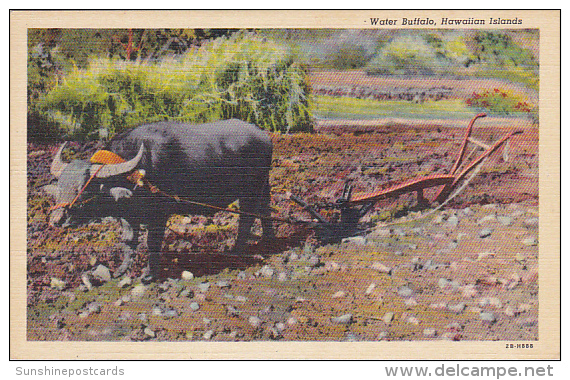 Water Buffalo And Plow Hawaiian Islands Curteich - Big Island Of Hawaii