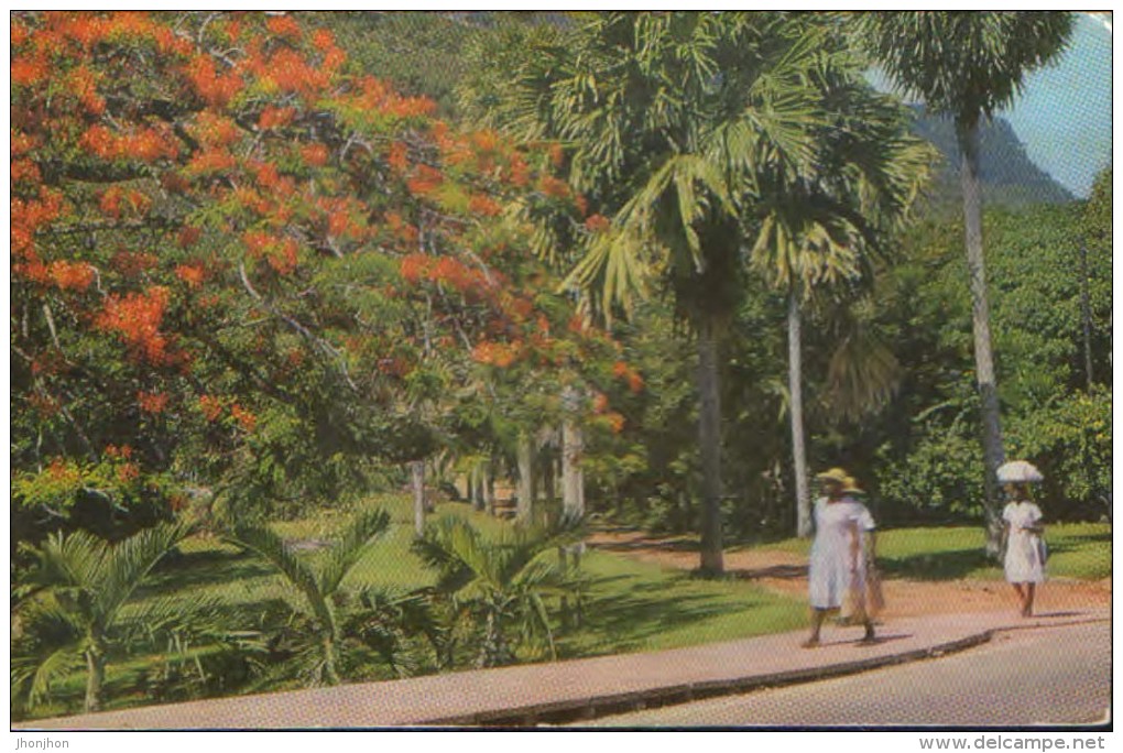 Seychelles - Postcard Circulated In 1996 - Botanical Gardens,Victoria, Seychelles - 2/scans - Seychellen