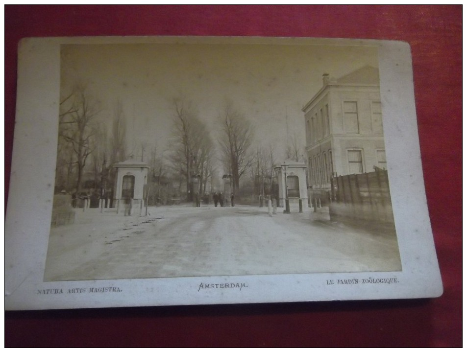 PHOTO VINTAGE CIRCA 1880 AMSTERDAM  NATURA ARTIS MAGISTRA - Anciennes (Av. 1900)