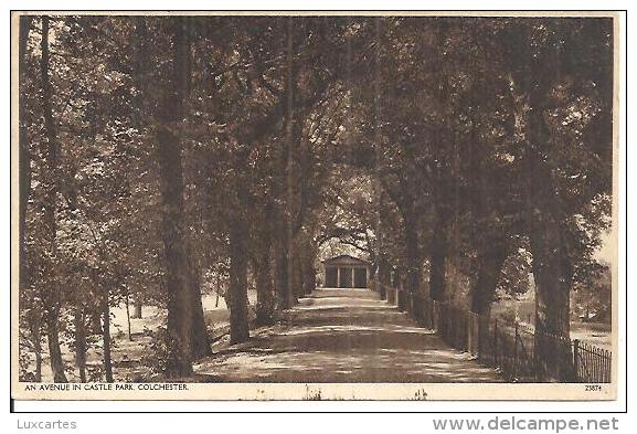 AN AVENUE IN CASTLE PARK. COLCHESTER. - Colchester