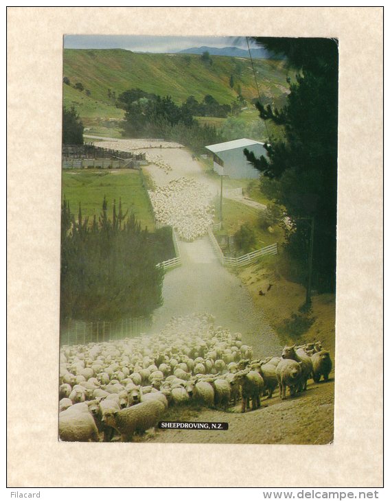 48599    Nuova Zelanda,  Sheepdroving,  N.Z.,  VG  1991 - Nuova Zelanda