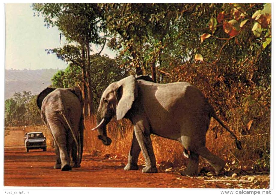 Afrique - Togo -  Dapaong -  Eléphants à La " Fosse Aux Lions " (parc National) - Togo
