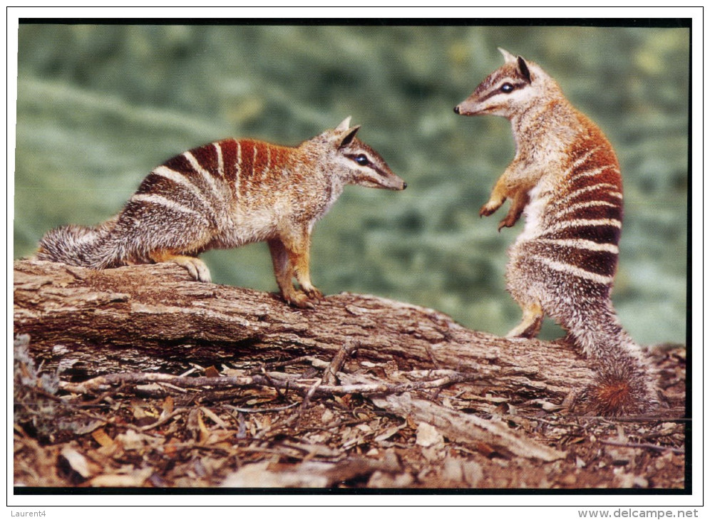 (350) Australia - Numbat - Outback