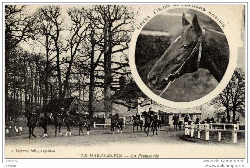 61 - LE PIN-AU-HARAS - Haras Du Pin - La Promenade - Tibère, étalon Pur-sang Anglais - (cheval) - Cavalli