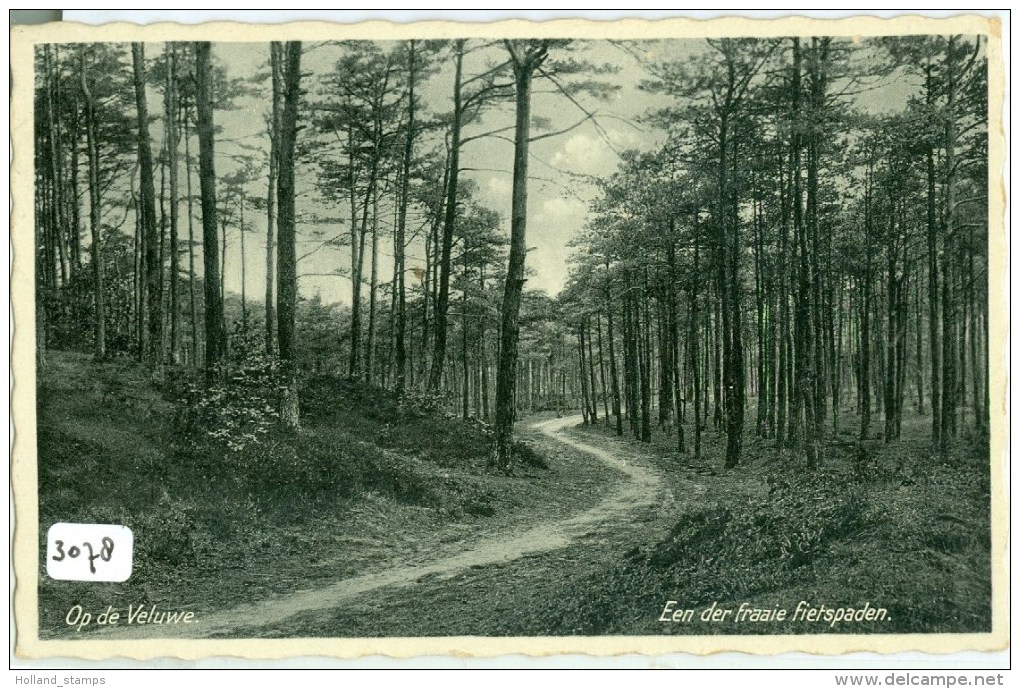 OP DE VELUWE  * ANSICHTKAART * CPA GELOPEN IN 1936 Van NUNSPEET Naar AMSTERDAM (3078) - Nunspeet