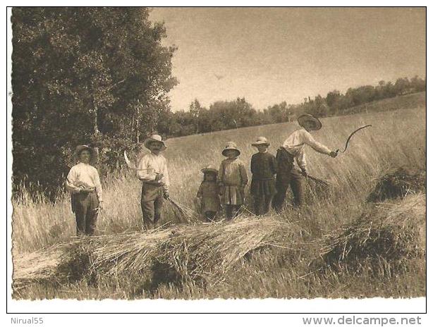 AGRICULTURE AUVERGNE  La Moisson - Cultures