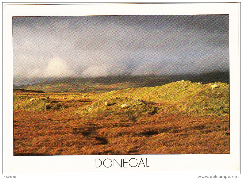 Donegal (Sheep) - Ireland / Eire - Donegal