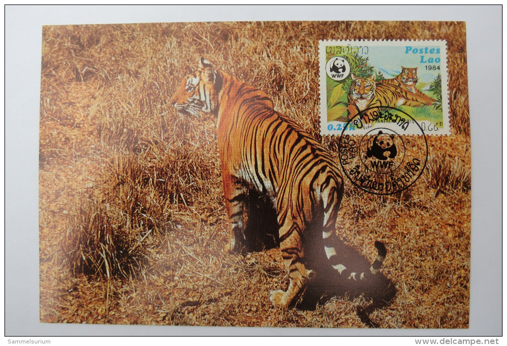 (5/4/31) AK "Tiger" (Panthera Tigris) - Tiger