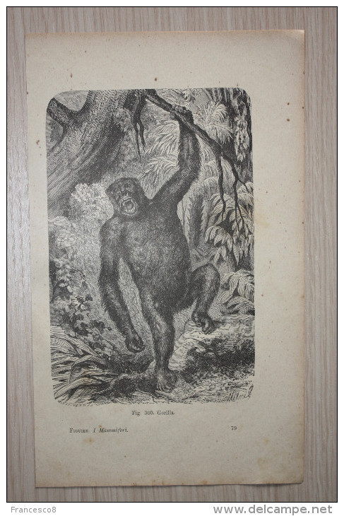 1892 GORILLA // Da Mammiferi Vita E Costumi Degli Animali Di Luigi Figuier Treves 1892 - Animals