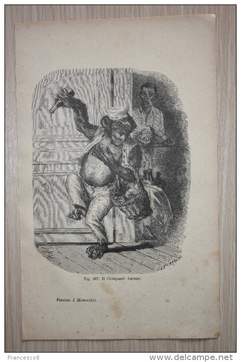 1892 SCIMPANZE' ANTONIO // Da Mammiferi Vita E Costumi Degli Animali Di Luigi Figuier Treves 1892 - Animals