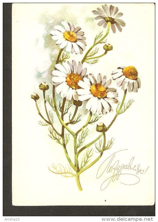 M19. Russia -  Greetings Postcard By Kurtenko Artist 1974 - Flower Daisy - Medicinal Plants