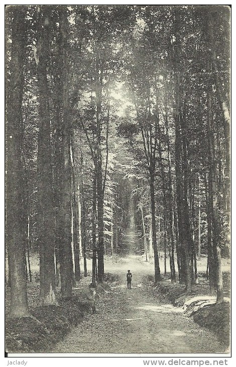 Notre - Dame - Au - Bois -- Avenue  De  La  Venerie.    (2 Scans) - Overijse