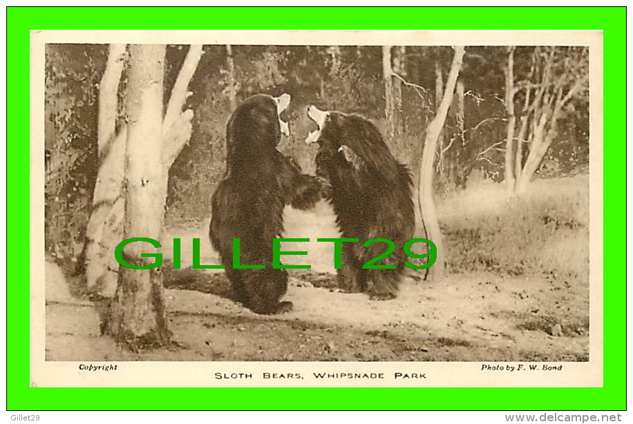 WHIPSNADE PARK, UK - SLOTH BEARS - PHOTO BY F. W. BOND - - Autres & Non Classés