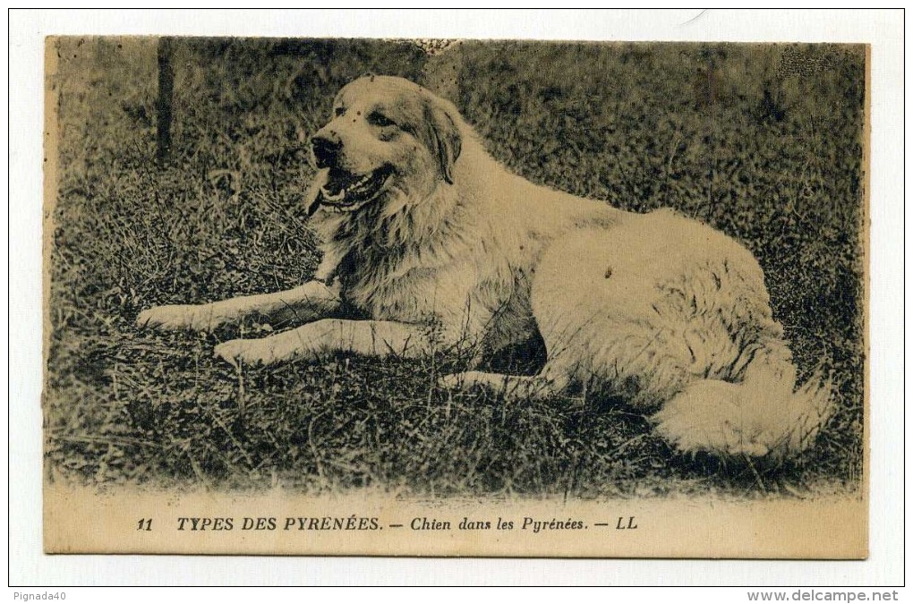 CP , ANIMAUX , Chien Dans Les Pyrénées - Chiens