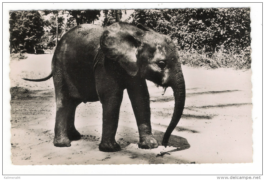 CÔTE  D´ IVOIRE  /  CERCLE  DE  DABOU  /  " ALI "   ELEPHANT  DE  DABOU - Côte-d'Ivoire