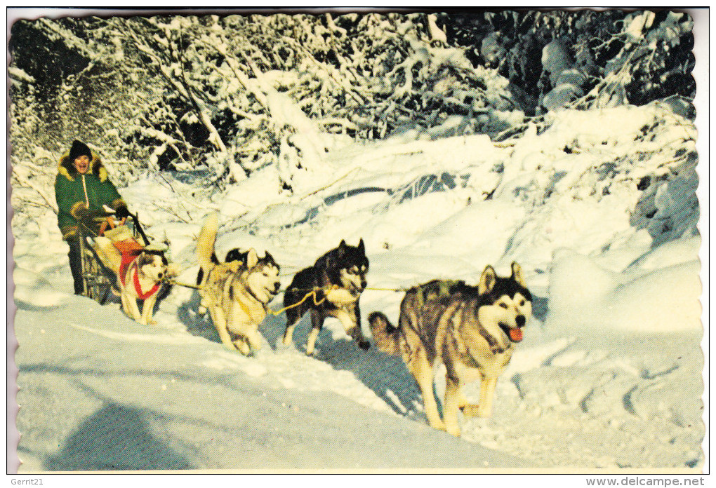 HUNDE - Schlittenhunde / Polarhunde / Dog Sled - Alaska - Hunde