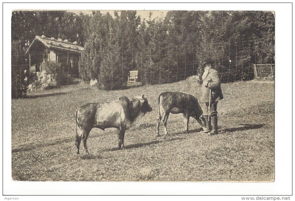 LVA1732 - Parc D'acclimatation Des Geneveys Sur Coffrane Couple De Zébus - Coffrane