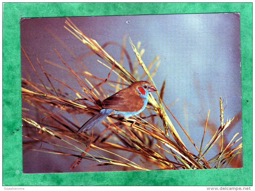 Gambian Wildlife Red-cheeked Cordon-bleu Uraeginthus Bengalus The Gambia - Gambia