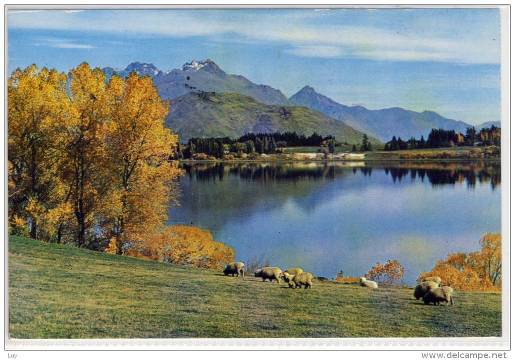 LAKE HAYES, QUEENSTOWN,  NEW ZEALAND -   Lambs , Showing Cecil And Walter Peaks - New Zealand