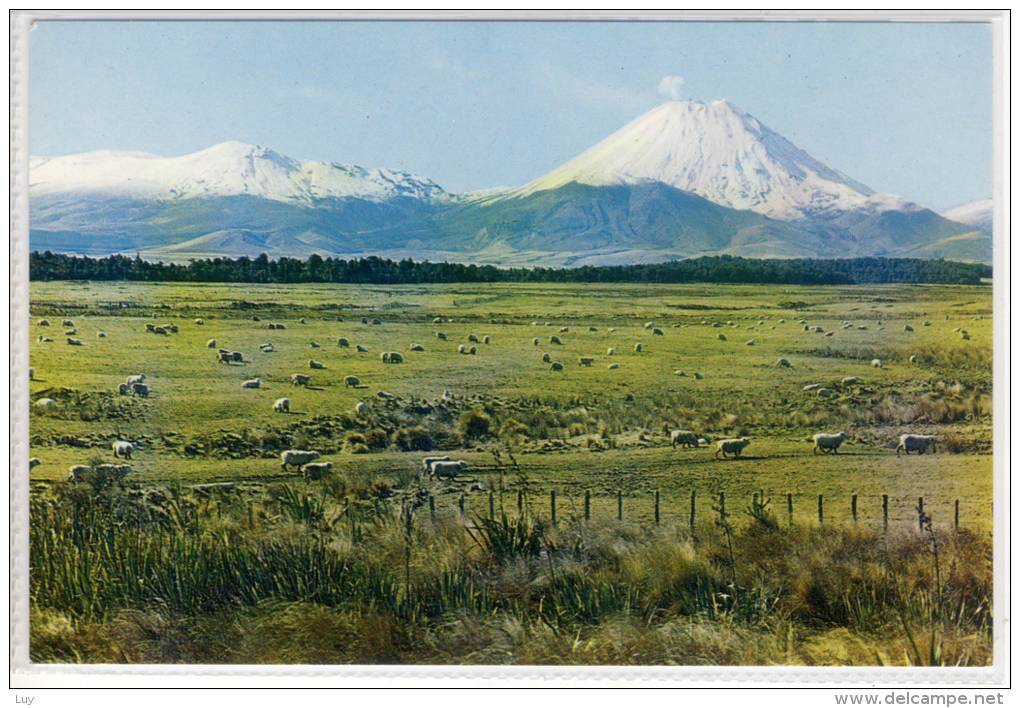 NEW ZEALAND -    TONGARIRO NATIONAL PARK AND MT. NGAURUHOE Vulcano - Grazing Sheep - New Zealand