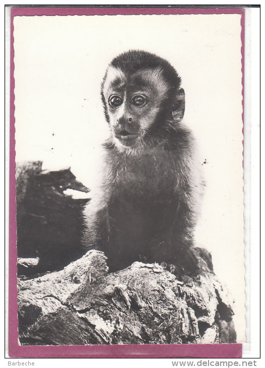 SAPAJOU - Monkeys