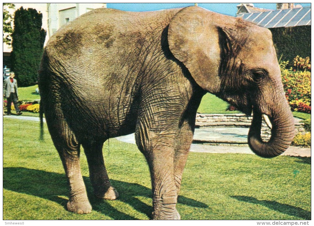 Postcard - African Elephant "Christina" At Bristol Zoo. Q2F - Elephants