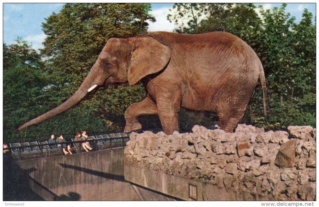 Postcard - African Elephant At London Zoo. Z.5 - Elephants