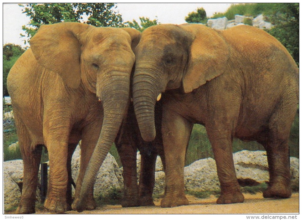 Postcard - African Elephants At Colchester Zoo. A - Elephants