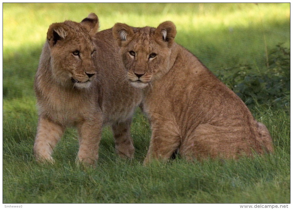 Postcard - African Lions At Woburn Safari Park. WSP007 - Lions