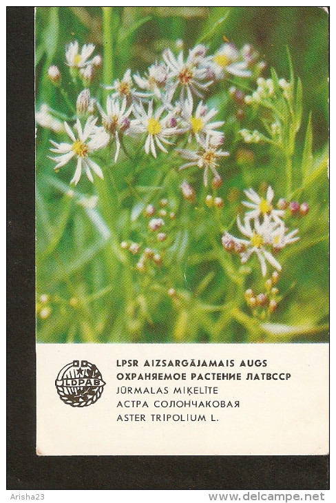 Old Soviet Collectibles Calendar Latvia Riga LSSR USSR 1984 Protected Plant Flora Flower  - Aster Tripolium L. - Small : 1981-90