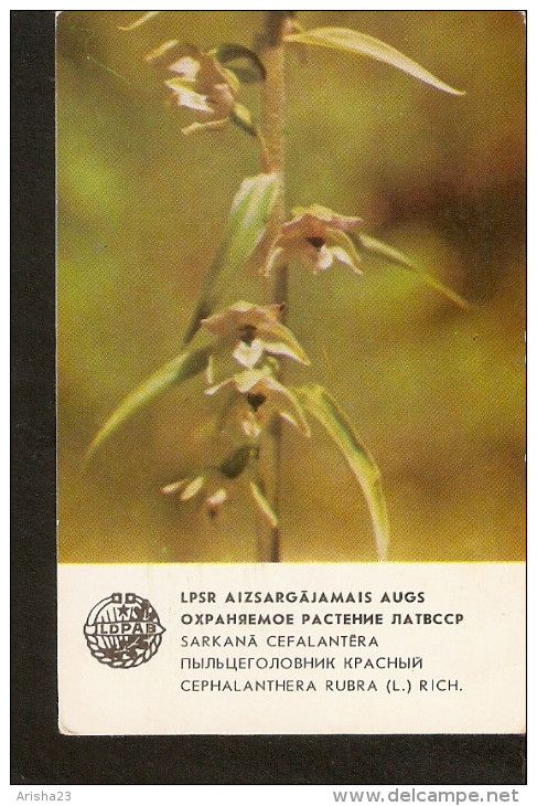 Old Collectibles Soviet Calendar Latvia Riga LSSR USSR 1984 Protected Plant Flora Flower - Cephalantera Rubra (L.) Rich - Small : 1981-90