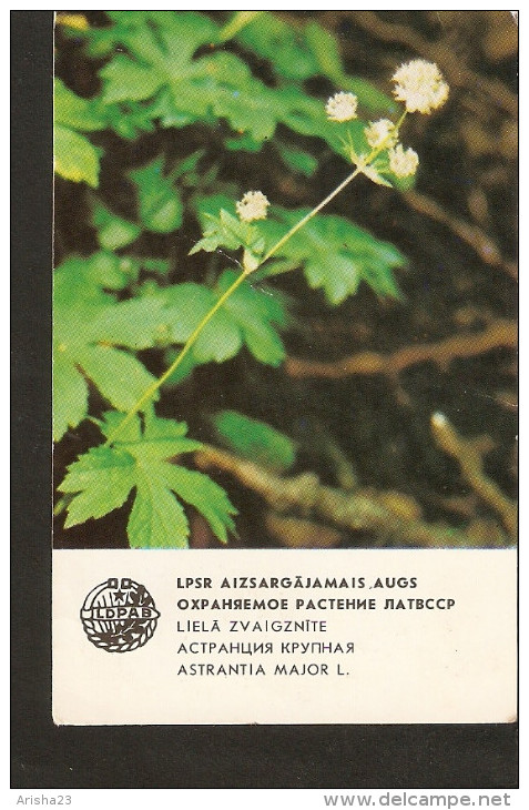 NO1/2. Soviet Small Collectibles Calendar Latvia Riga LSSR USSR 1984 Protected Plant Flora Flower - Astrantia Major L. - Small : 1981-90