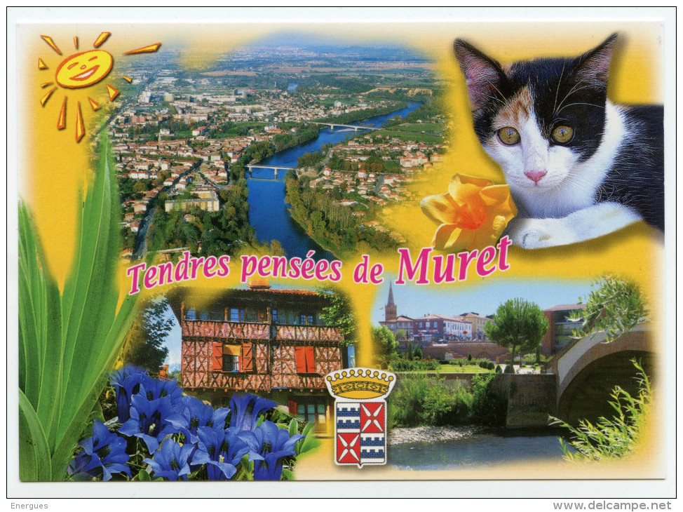 Muret, 31, Vue Aérienne, Blason, Soleil, Chat Ou Chatte - Muret