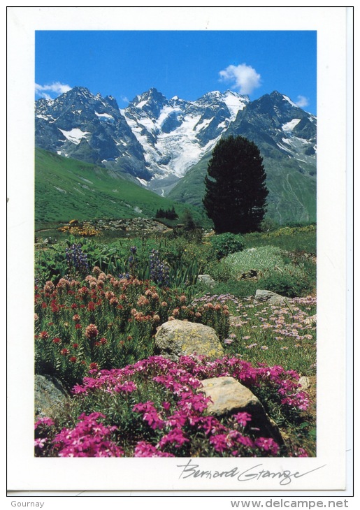 Le Jardin Alpin Du Lautaret - Massif De La MeijeBernard Grange N°5366 - Autres & Non Classés