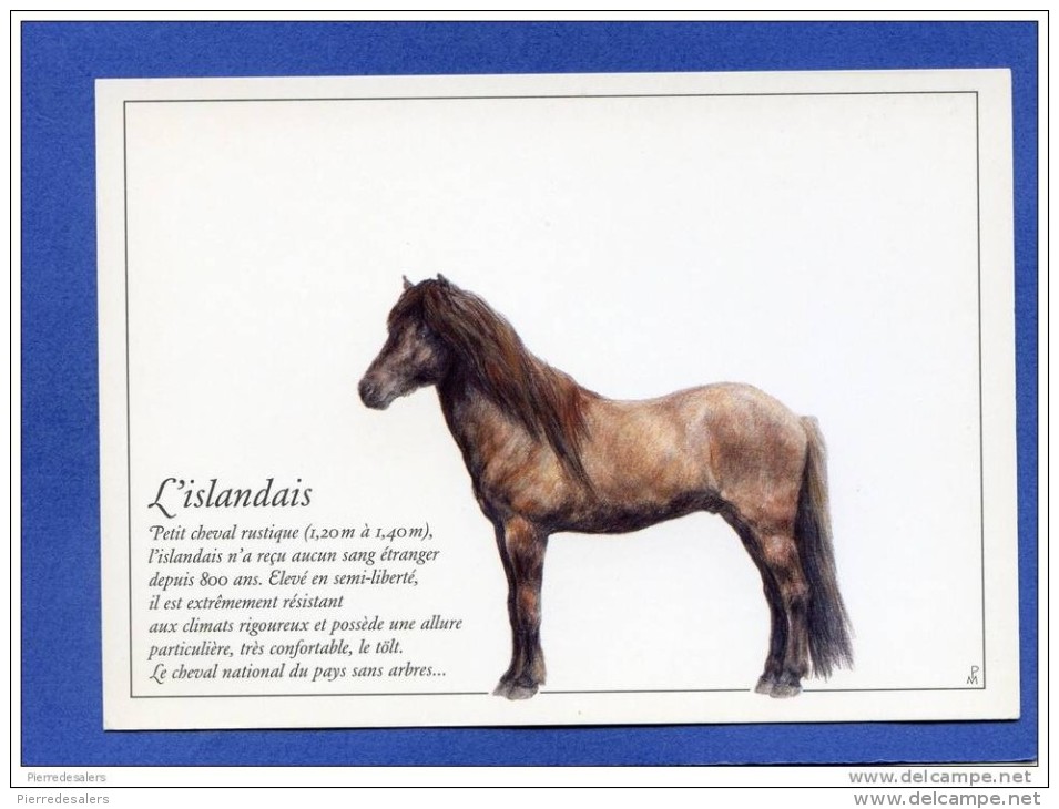 Cheval - L' Islandais - Islande - Equitation - Pferd - Horse - Cavallo - Pferde
