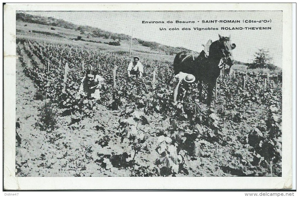 ENVIRONS DE BEAUNE - SAINT ROMAIN - Un Coin Des Vignobles ROLAND THEVENIN ( Petite Fente Sur Le Côté Voir Scan) - Beaune