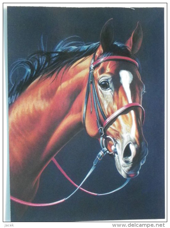 Horse Chevaux Pferd - Pferde