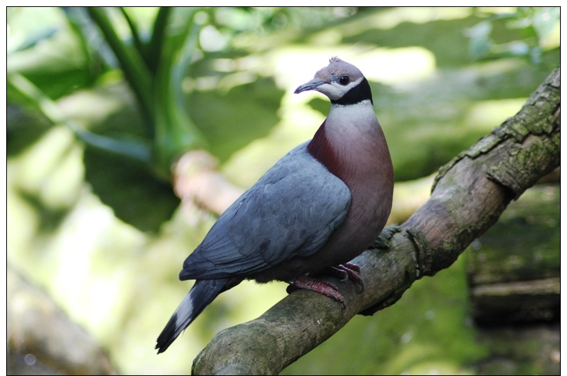 Carte Postale, Oiseaux, Dove Encyclopedia, Collared Imperial Pigeon, Ducula Mullerii - Pájaros