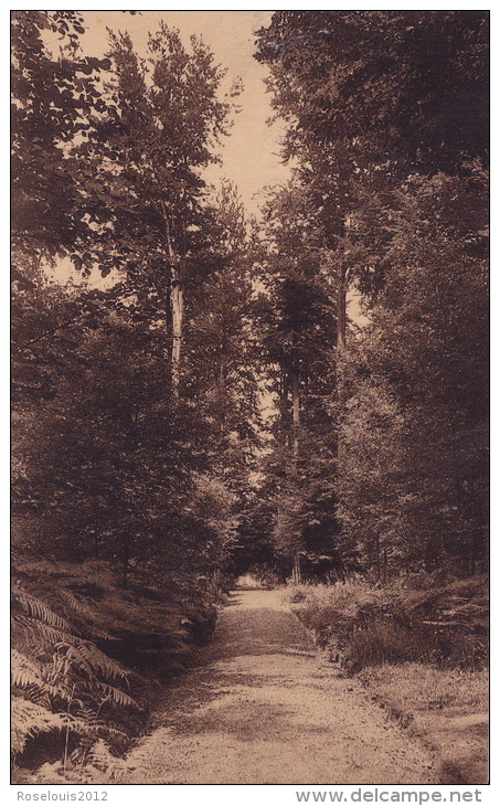 ARGENTEUIL : Dans Les Bois - La Hulpe