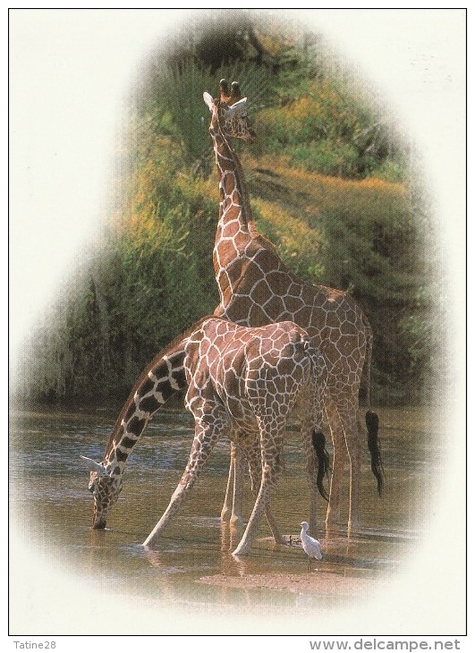 KENYA  ROTHSCHILDS GIRAFFE ALSO KNOWN AS MASSAI GIRAFFE - Kenia