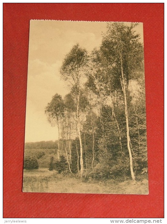 BRUXELLES - AUDERGHEM  - Forêt De Soignes - Bouleaux Au Vallon De Blankendelle - Auderghem - Oudergem