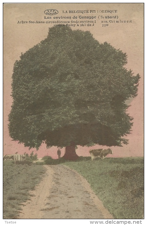 Baisy - Arbre Ste-Anne - Jolie Carte Couleur ( Voir Verso ) - Genappe